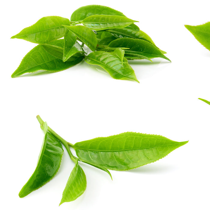 DXN REISHI GANO TEA